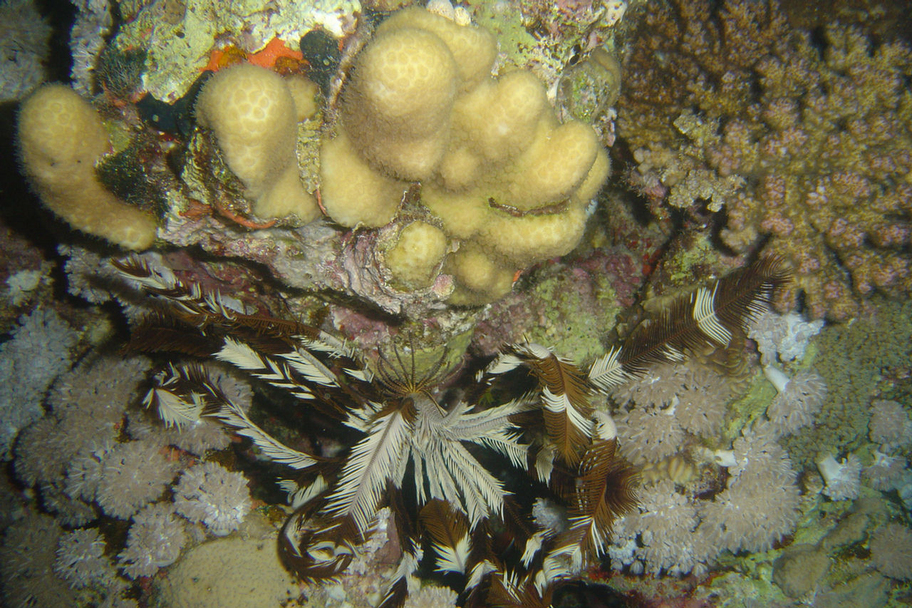 Lamprometra klunzingeri